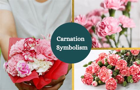 Carnation Flower – Meaning and Symbolism - Symbol Sage