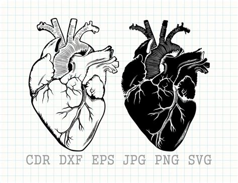 Anatomical Heart Svg Cardiac Svg Heart Vector Design Etsy