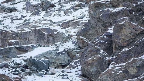 Can You Spot The Snow Leopards In These Photos Snow