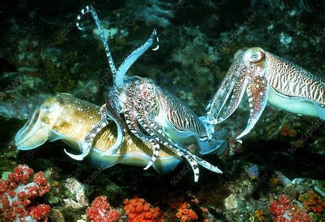 Pharaoh Cuttlefish Stock Image Z5050078 Science Photo Library