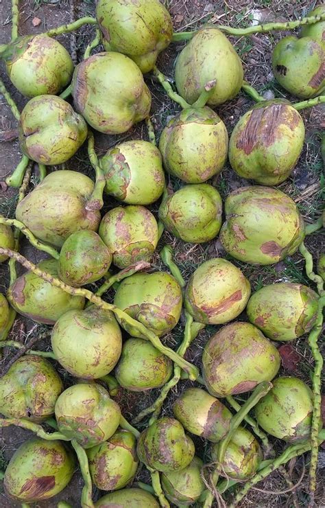 Baby Coconut Stock Image Image Of Fruits Baby Coconut 81753081