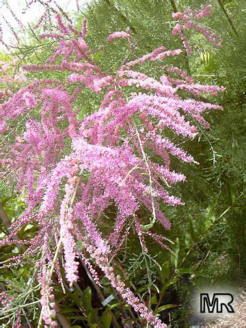 I would not recommend planting them, as they are a pain to eradicate (which you will want to do once they take over sufficient yard space). Tamarix sp., Tamarisk, Athel tree, Salt Cedar ...