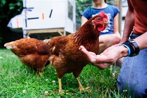 Backyard Chickens Blamed For Salmonella Outbreaks Do Not Snuggle With Them Cdc Says The