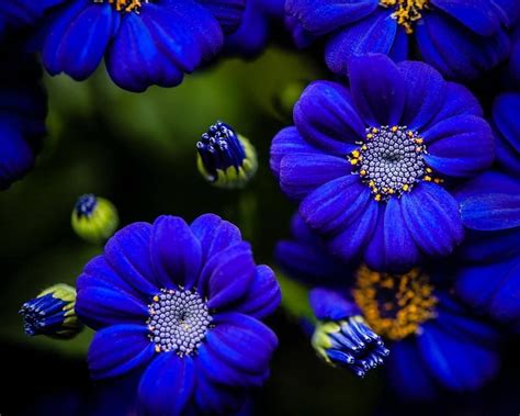 Álbum 200 Flores Azules Tipos Abzlocalmx