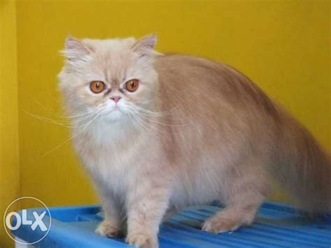 Kucing persia tengah, kucing persia anakan, persia umur 3 bulan, kucing persia peaknose, kucing persia tengah, kucing persia himalaya, kucing persia flatnose dan sebagainya. Jual Kucing-Kucing Lucu: Kucing Persia Flatnose Betina ...