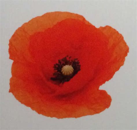 The Poppy And The Bleuet Symbols Of Enduring Rememberence