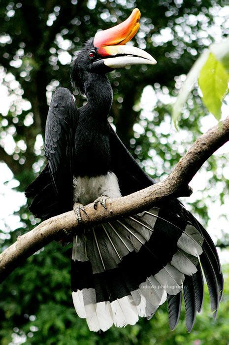 Organisme ini termasuk ke dalam domain prokariota dan berukuran sangat kecil, serta memiliki peran besar dalam kehidupan di bumi. Maskot Flora Provinsi Kalimantan Barat | Fauna Indonesia