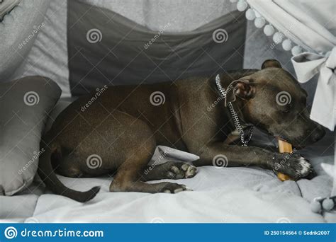 Happy Dog With Chewing Bone In Mouth Stock Photo Image Of Chair