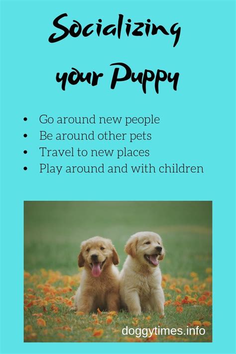 Puppy training for dummies provides a comprehensive and comprehensive pathway for students to see progress after the end of each module. 16 Inspirational Puppies For Dummies | Puppy Photos