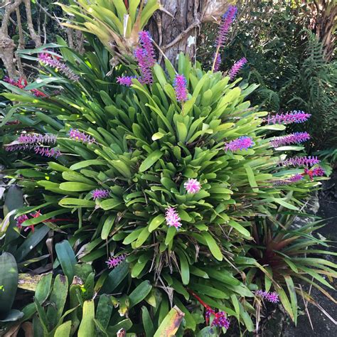 Aechmea Gamosepala Matchstick Bromeliad In Gardentags Plant Encyclopedia