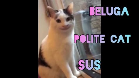 Beluga Face Reveal Polite Cat Ollie Cat Youtube