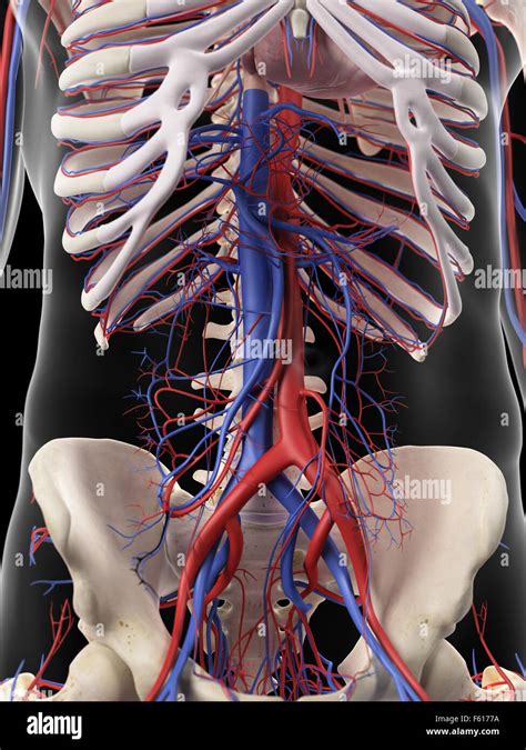 Aorta Abdominal Fotografías E Imágenes De Alta Resolución Alamy