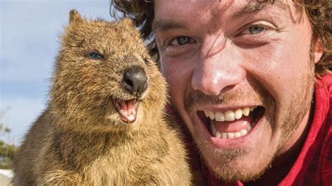 Quokka Selfie