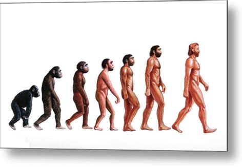 They lived in china, africa, europe and. Stages In Human Evolution Photograph by David Gifford