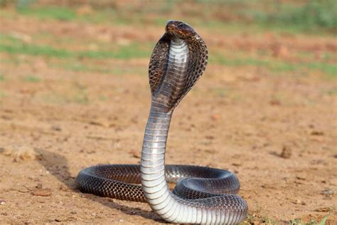 Ovelha Curiosa Top 10 Cobras Mais Venenosas Do Mundo