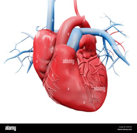 Human Heart Cardiology Health Care Illustration Stock Photo Royalty