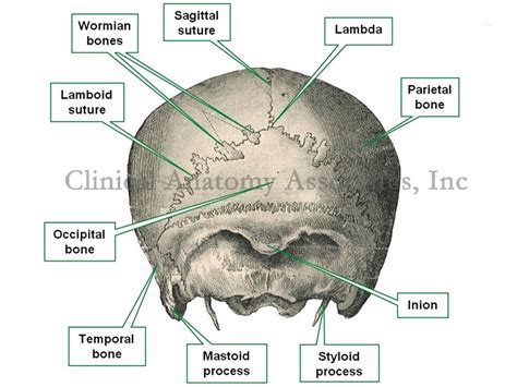 A suture is a type of fibrous joint (or synarthrosis) that only occurs in the skull. Lambda