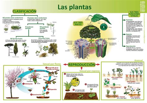Ciencias Naturales Clasificacion De Las Plantas Photos