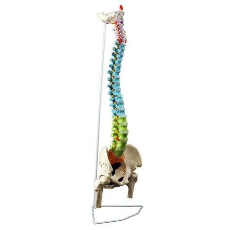 Buy ANATOMY Spine Model Flexible Vertebral Column Life Size Model