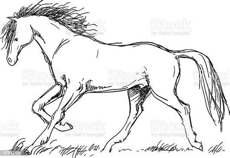 Sketsa Kuda Ilustrasi Stok Unduh Gambar Sekarang Kuda Sketsa
