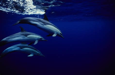 Short Beaked Common Dolphin Delphinus Photograph By Gerard Soury