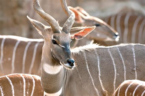 Most of the horned animals in africa are a part of the antelope family. Spiral-horned Antelope | San Diego Zoo Animals & Plants