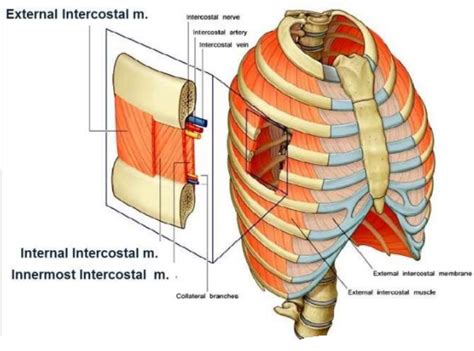 Thoracic Wall And Pleura Flashcards Memorang Thoracic Human Body