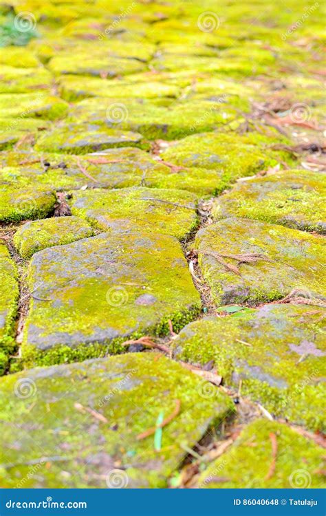 Moss On Stepping Stones In Japanese Garden Stock Photo Image Of