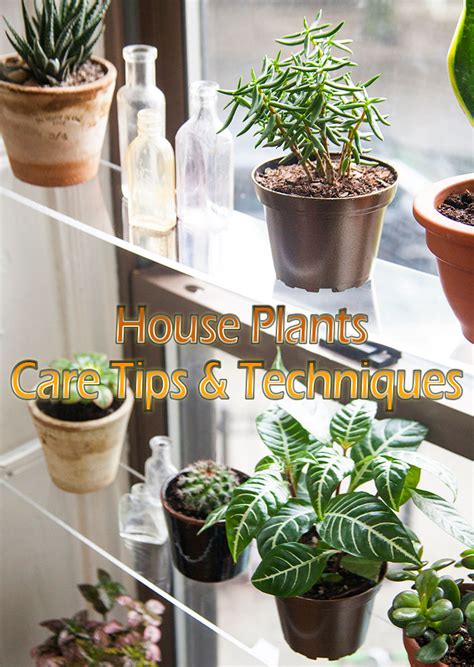 Quiet Cornerhouse Plants Care Tips And Techniques Quiet Corner