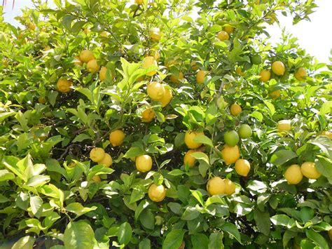 Lemon Tree Learn About Nature