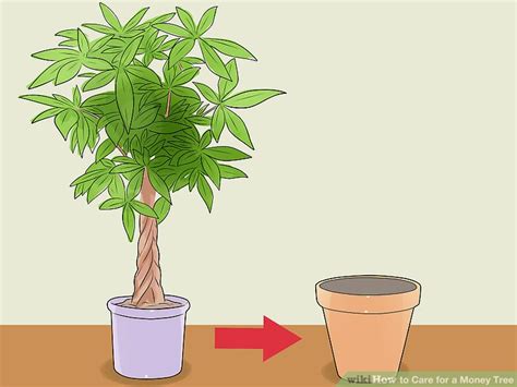 Care instructions for a money tree plant. Money Tree Care Fertilizer | Cromalinsupport