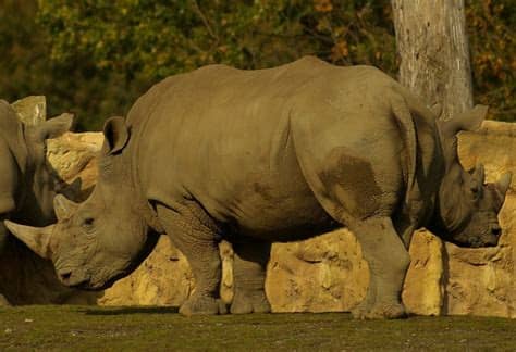 Siamesische zwillinge — siamēsische zwillinge, durch einen armstarken bindegewebsstrang oberhalb des nabels miteinander verwachsene zwillingsbrüder, geb. Siamesische Nashorn-Zwillinge Foto & Bild | tiere ...