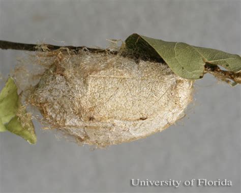 Polyphemus Moth Antheraea Polyphemus Cramer