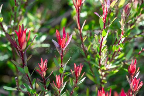Common Sunshine Conebush Leucadendron Salignum Stock Image Image Of