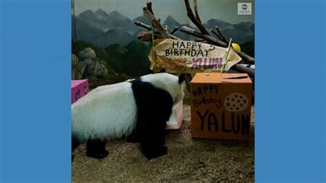 Video Panda Twins Celebrate Birthday At Atlanta Zoo Abc News