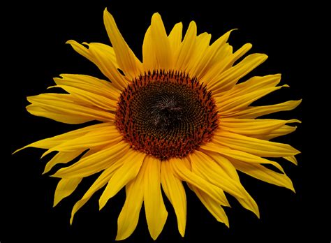 1366x768 Wallpaper Yellow Sunflower Peakpx