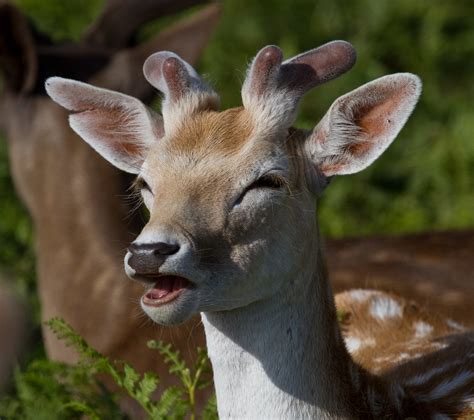 The Laughing Deer Such Smiley Eyes Jon Law Flickr