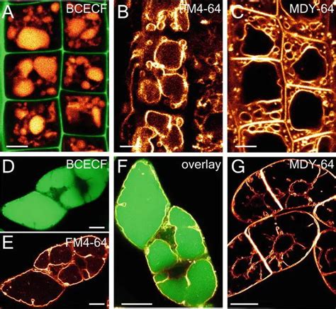 Vacuole Function And Structure Extra Space Storage Rs Science