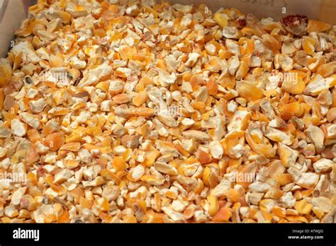 Coarsely cracked yellow corn (maize) for animal feed Stock Photo