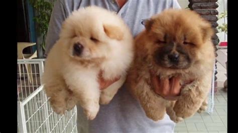20 of the cutest chubby pups that could get mistaken for teddy bears youtube