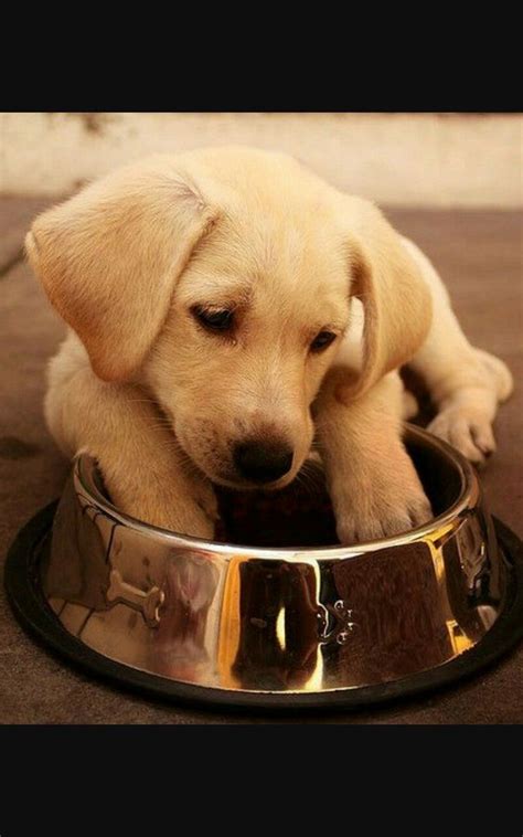 Most puppies outgrow indiscriminate munching, but if your pup continues to vacuum up anything that hits the floor So much to eat, so little time. Sugar Mutt | Lab puppies ...