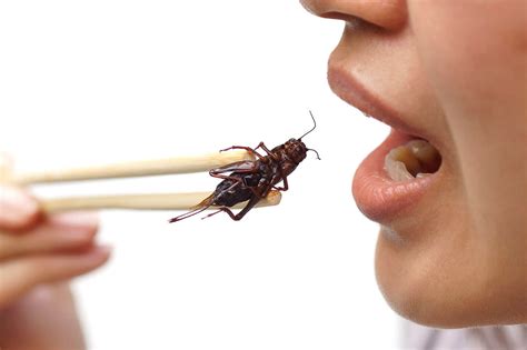 Как будет по русски Why Are Insects Important