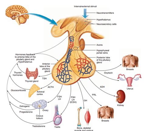 Pituitary Gland Control And Hormones Of Anterior And