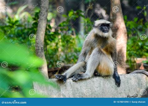 Wildlife Monkey Nature Jungle Landscape Stock Photo Image Of