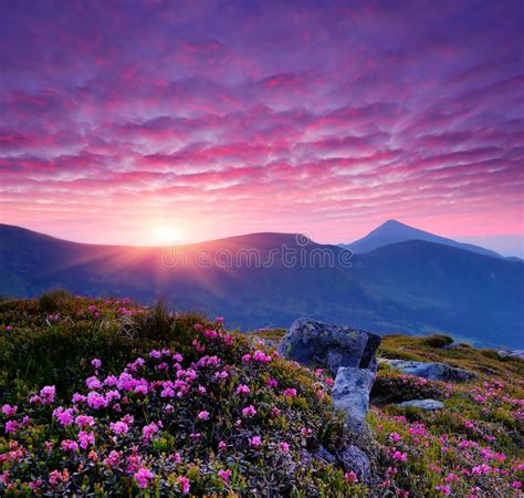 Pink Flowers In The Mountains Stock Photo Image Of Ecology Nature