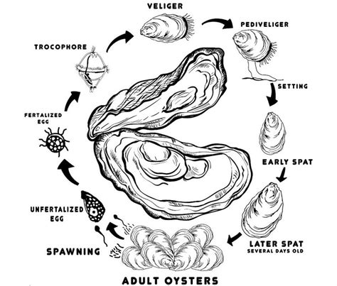 Oyster Reef Drawing