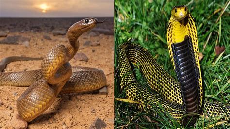Most Poisonous Snakes In The World Dangerous For Life Of Humans Be