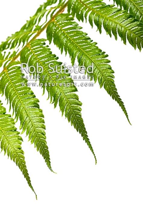Silver Fern Or Ponga Frond Macro Closeup Of Green Upper Surface Silver