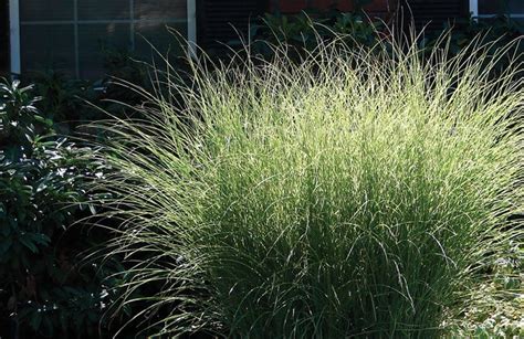 Ornamental Grasses That Can Be Used As Screening Plants Ornamental