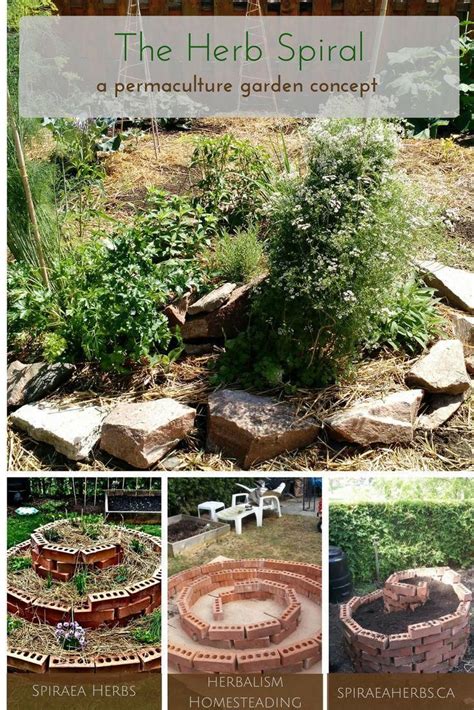 The Herb Spiral A Permaculture Garden Concept And Design Spiraea